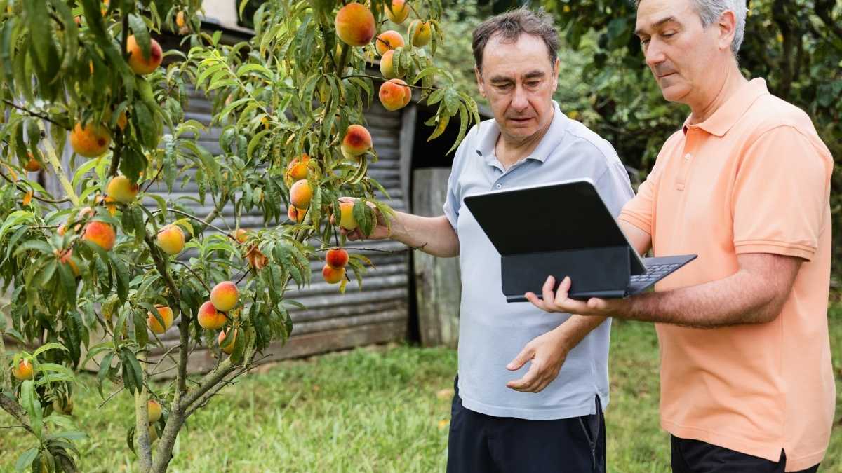 Digital and Online Income from Your Homestead: Earn Money Rain or Shine