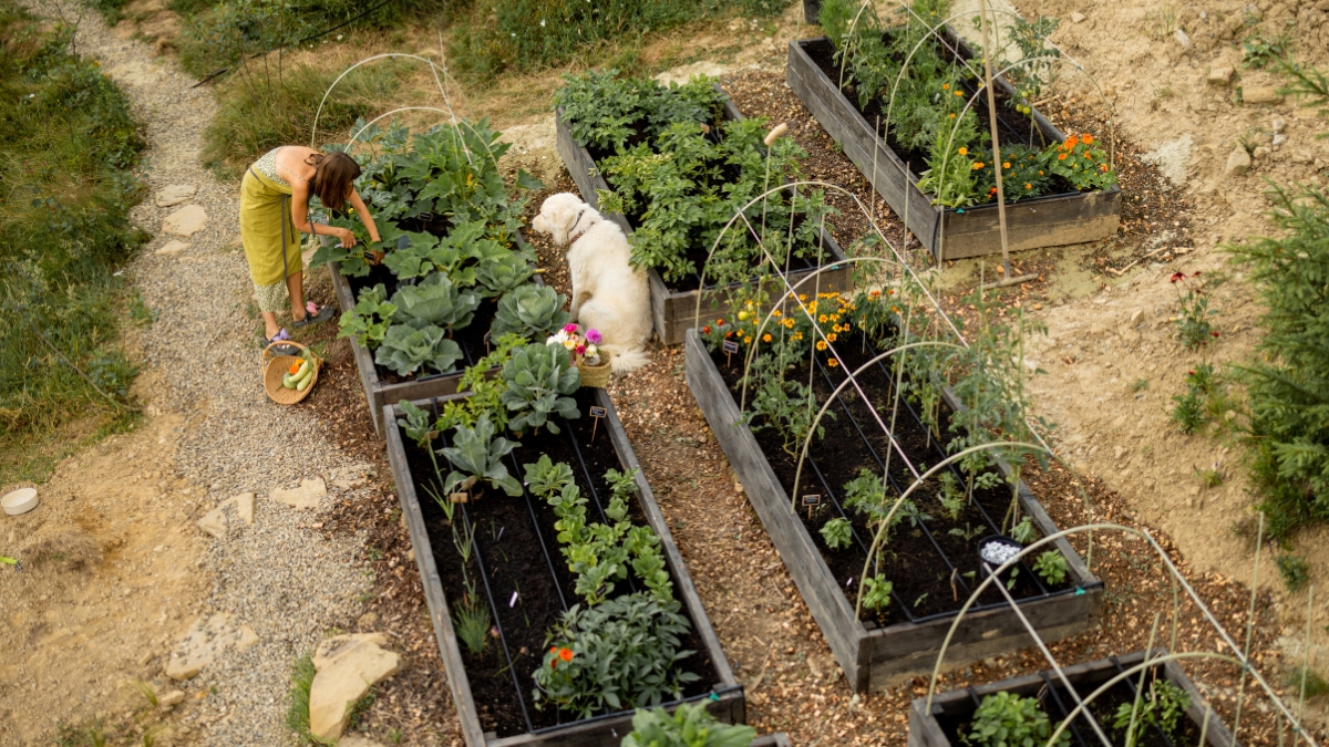 How to Make Money Homesteading (15 Genius Ideas To Make Extra $15,000 Monthly)
