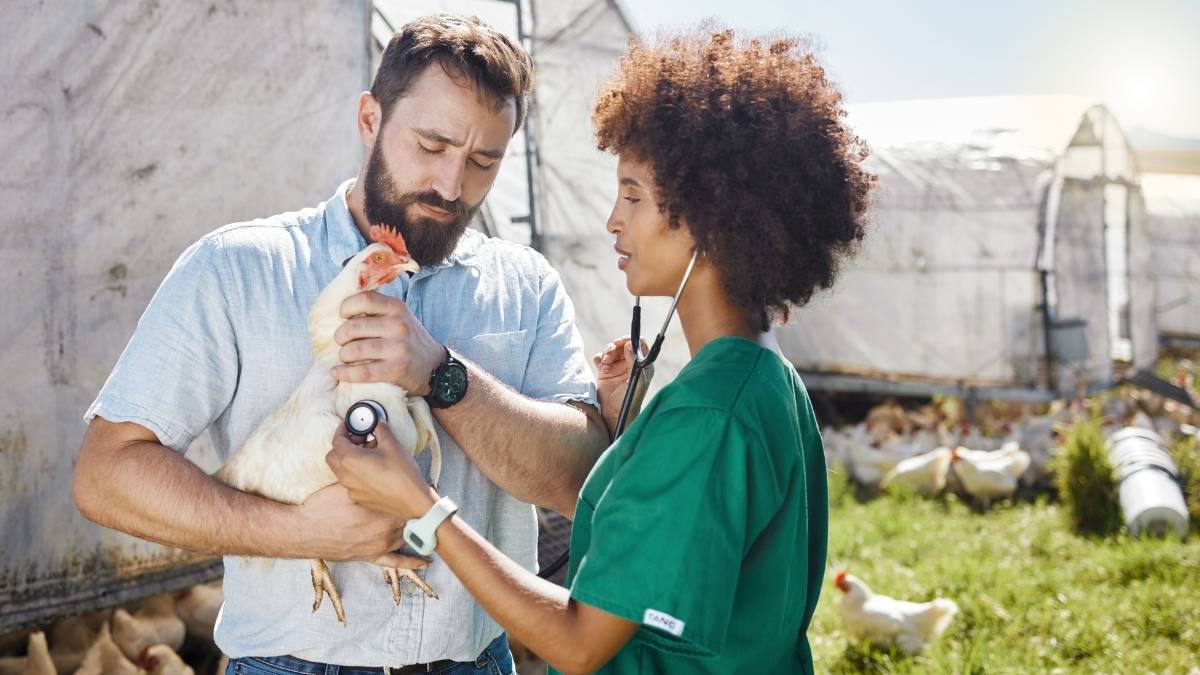 Livestock-Based Income Streams: Make Your Animals Pay Their Way
